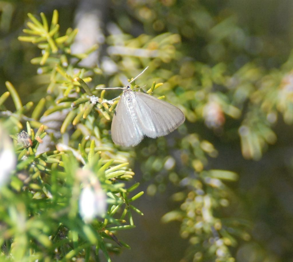 Geometridae Larentiinae Asthenini	Minoa murinata